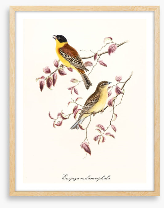 Emberiza melanocephala