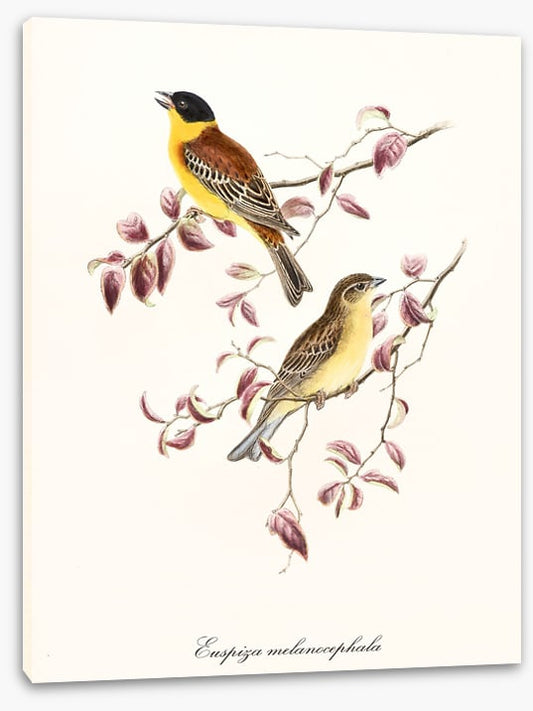Emberiza melanocephala