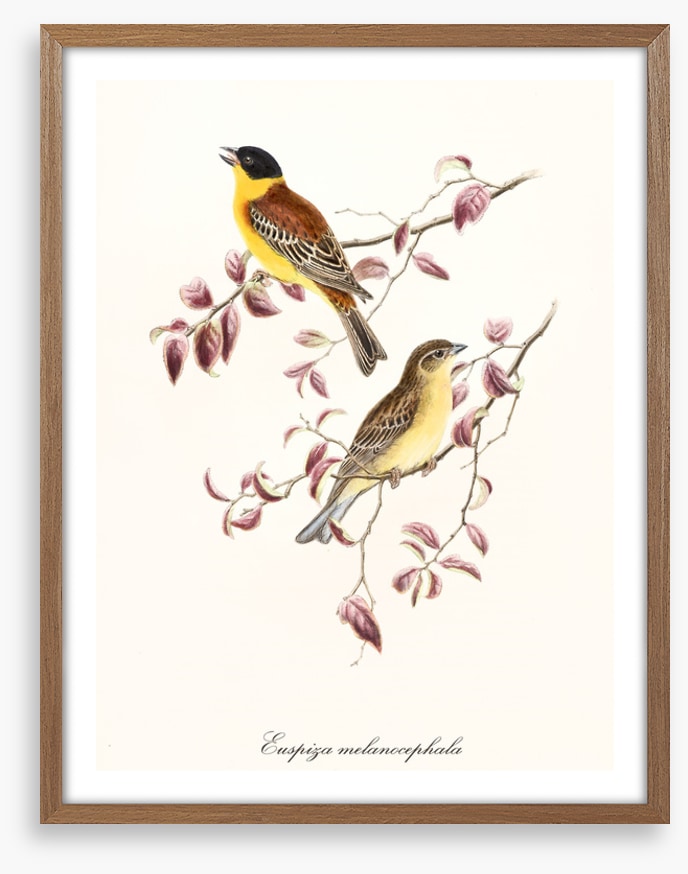 Emberiza melanocephala