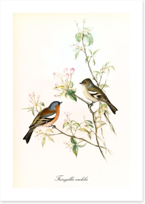 Fringilla coelebs