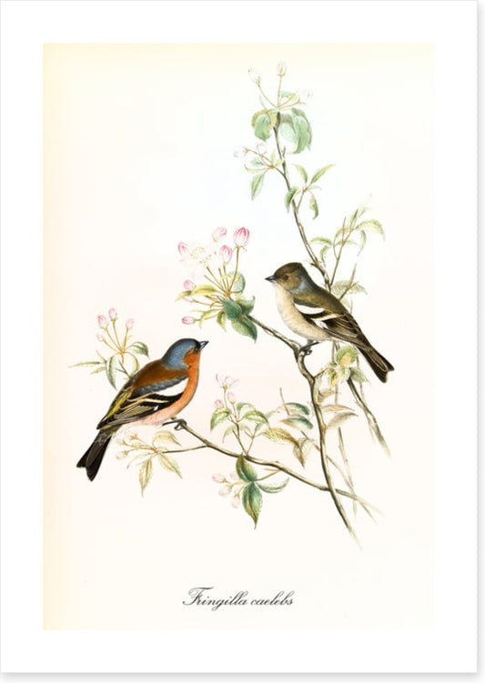 Fringilla coelebs