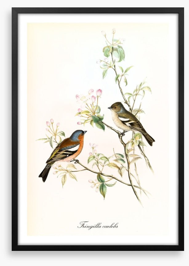 Fringilla coelebs