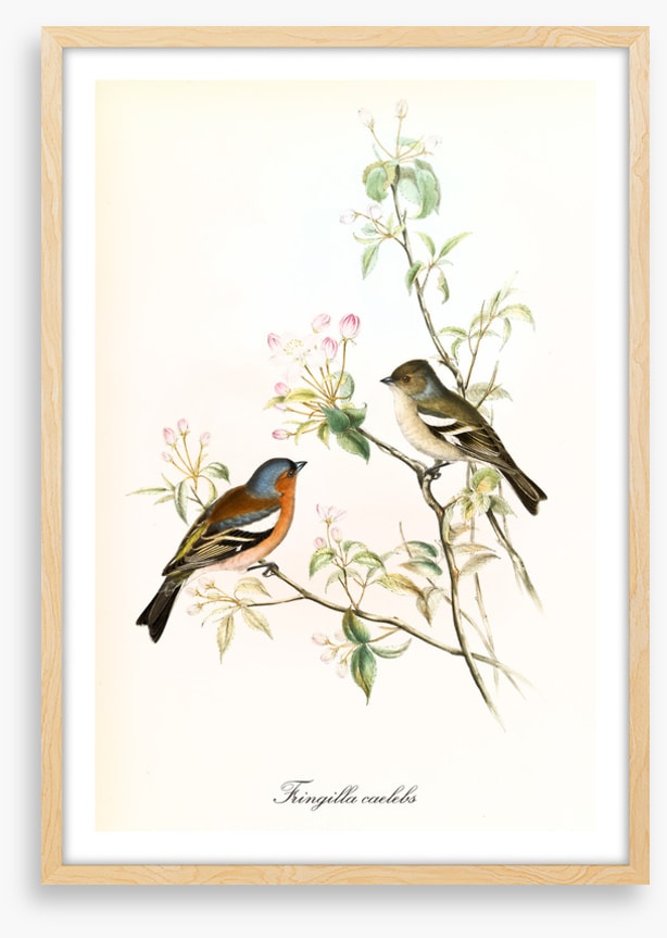 Fringilla coelebs