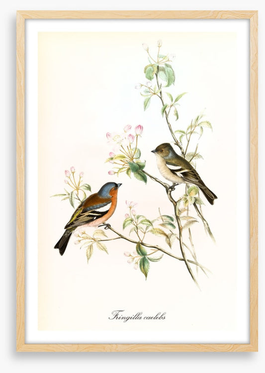 Fringilla coelebs