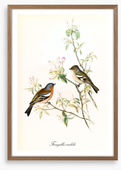 Fringilla coelebs