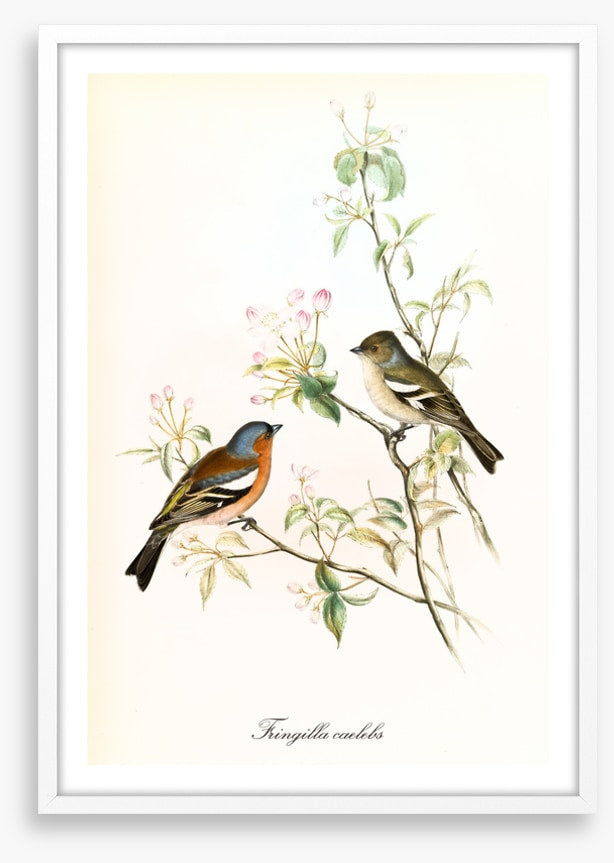 Fringilla coelebs