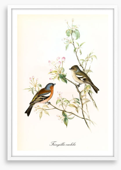 Fringilla coelebs