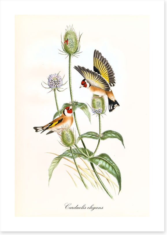 Carduelis carduelis