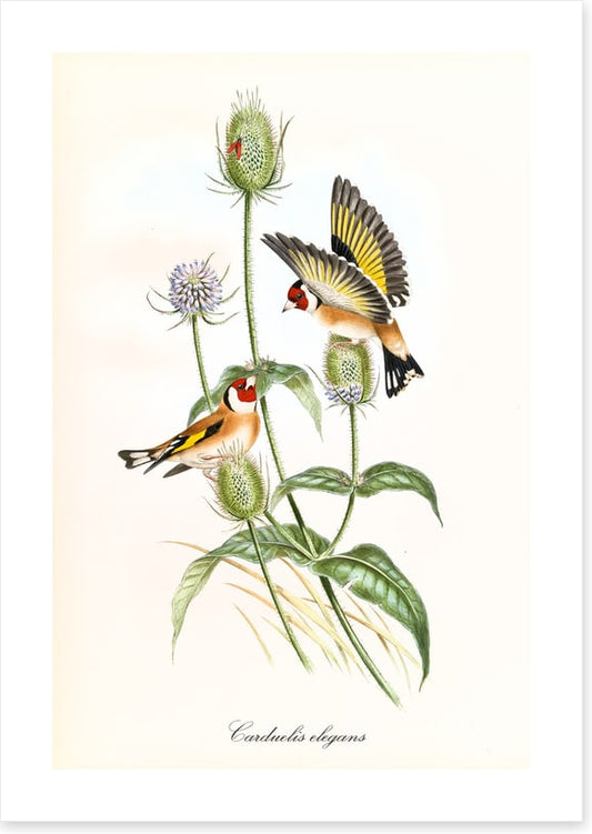 Carduelis carduelis