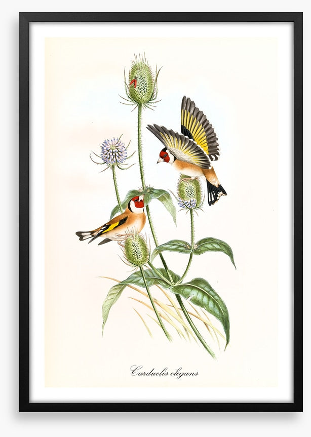 Carduelis carduelis