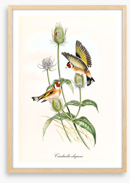 Carduelis carduelis