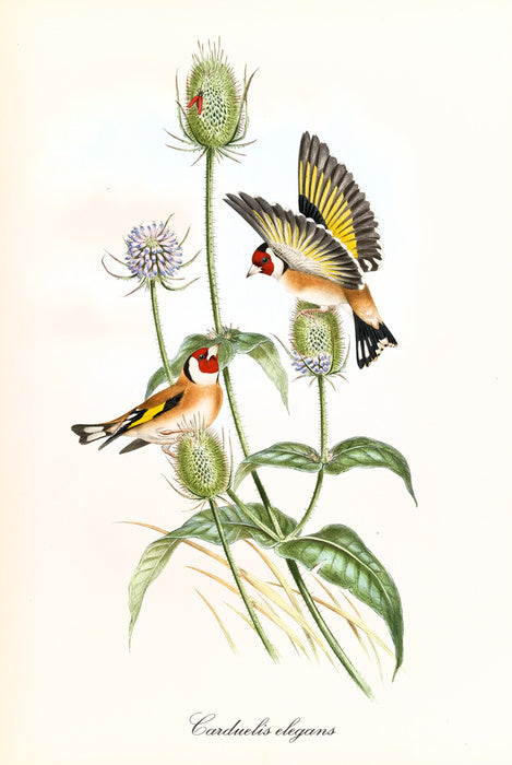 Carduelis carduelis