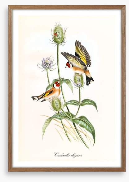 Carduelis carduelis