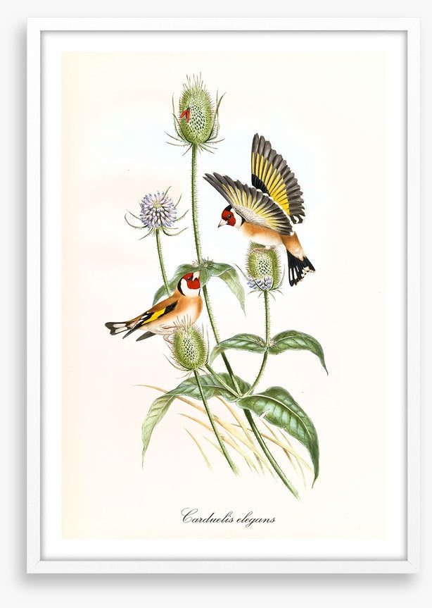 Carduelis carduelis