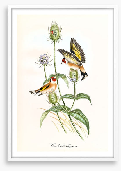 Carduelis carduelis