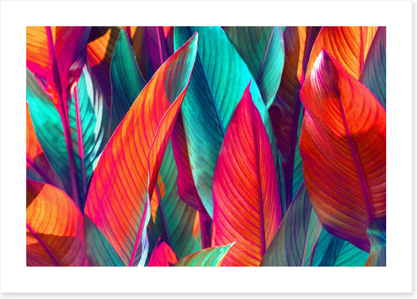 Banana leaf sunshine