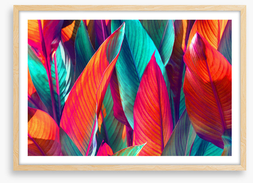 Banana leaf sunshine