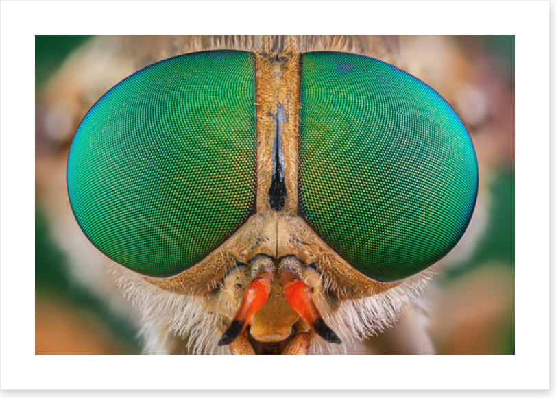 Insects