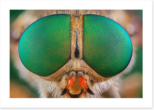 Insects
