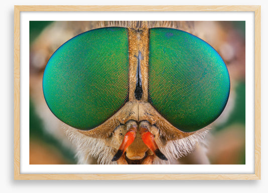 Insects