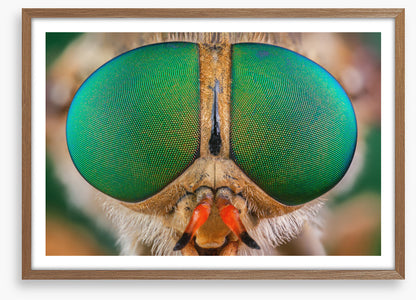 Insects