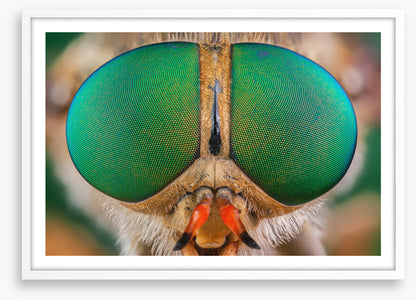 Insects
