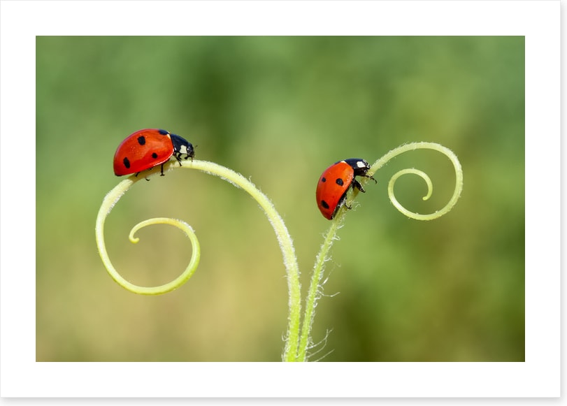 Lady and the bug