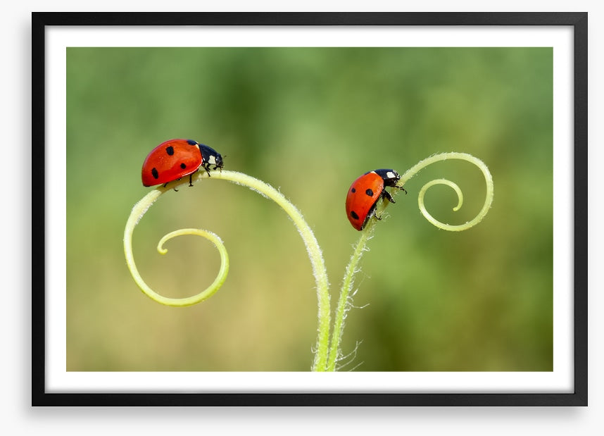 Lady and the bug
