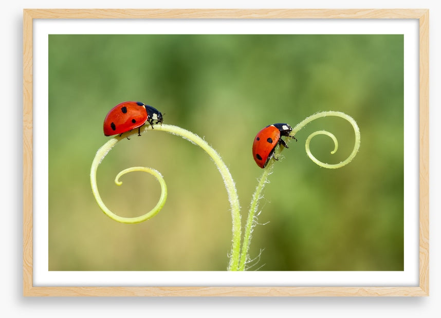Lady and the bug