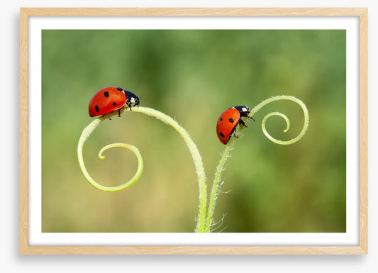 Lady and the bug