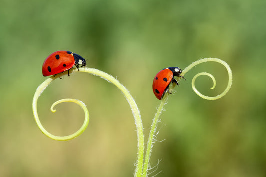 Lady and the bug