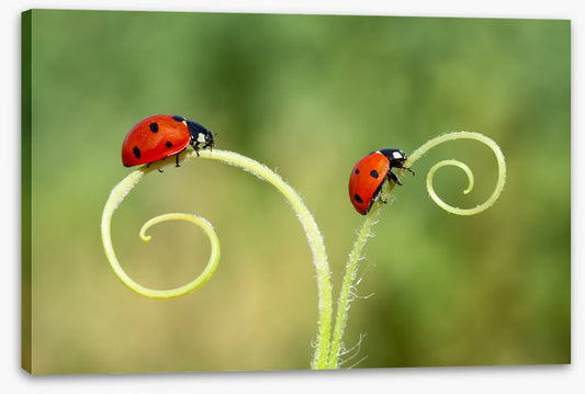Lady and the bug