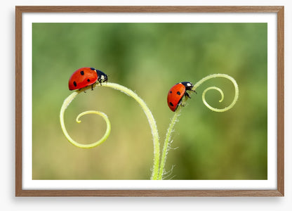 Lady and the bug