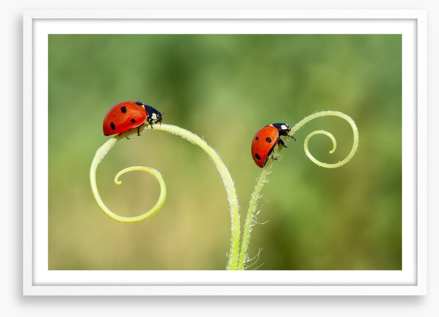 Lady and the bug