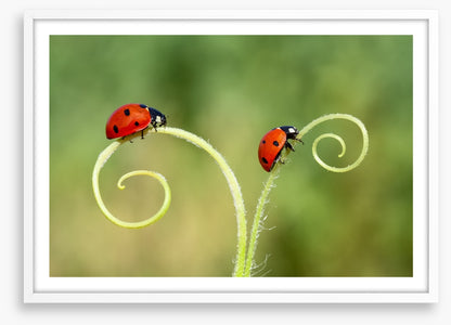 Lady and the bug