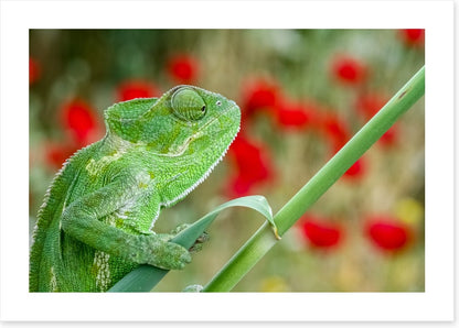 Reptiles / Amphibian