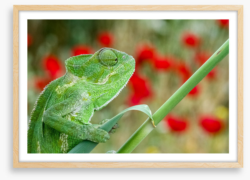 Reptiles / Amphibian