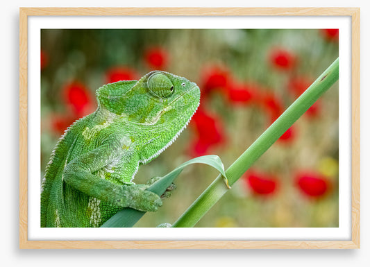 Reptiles / Amphibian