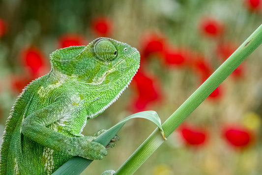 Reptiles / Amphibian
