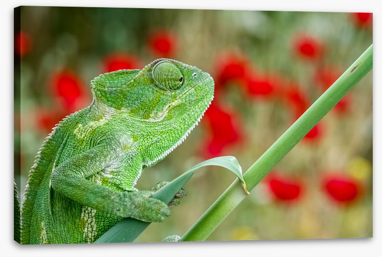 Reptiles / Amphibian