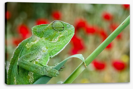 Reptiles / Amphibian