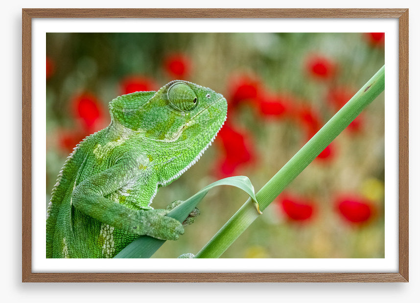 Reptiles / Amphibian