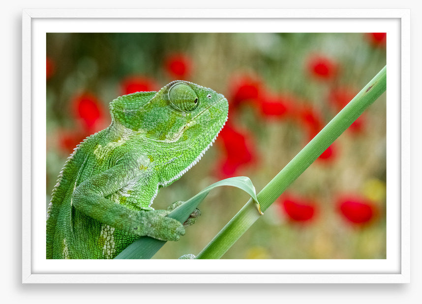 Reptiles / Amphibian