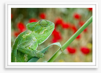 Reptiles / Amphibian