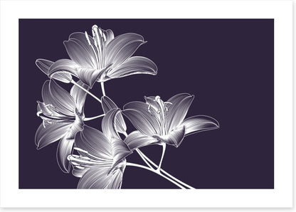 Moonlight lilies