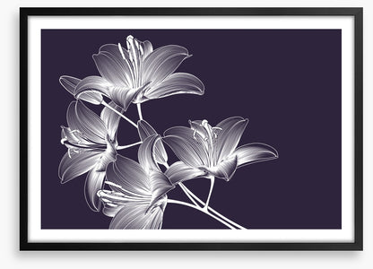 Moonlight lilies