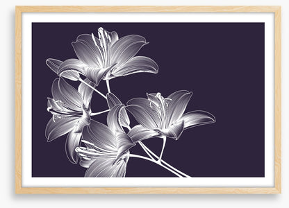 Moonlight lilies