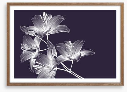 Moonlight lilies