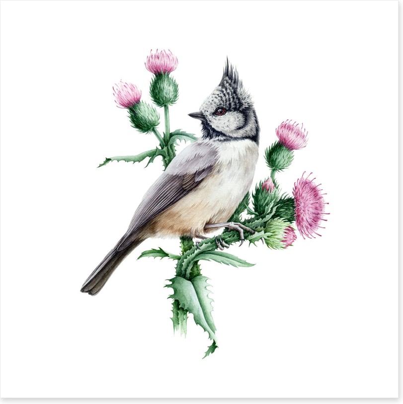 Little crested tit