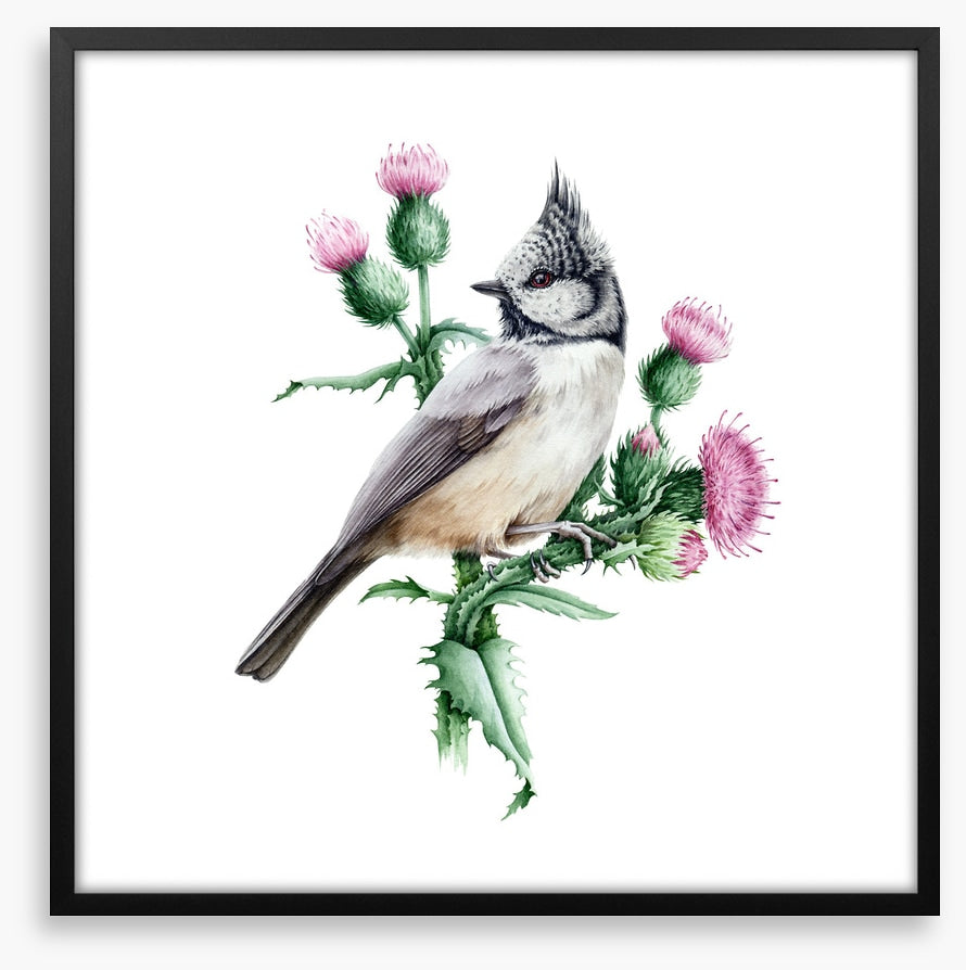 Little crested tit